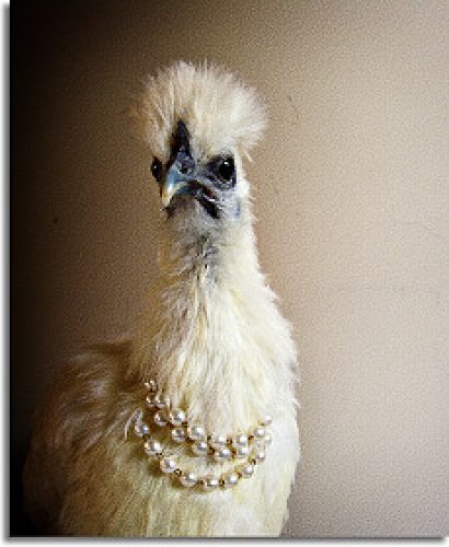 chicken with pearls